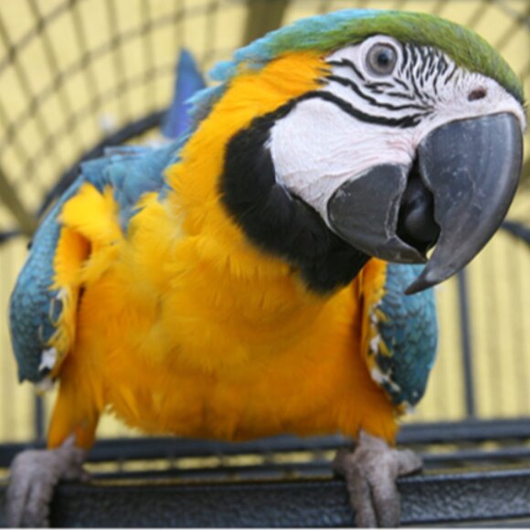 Four (4) Individual Passes for Bird Kingdom in Niagara Falls, Canada - Picture 2 of 5